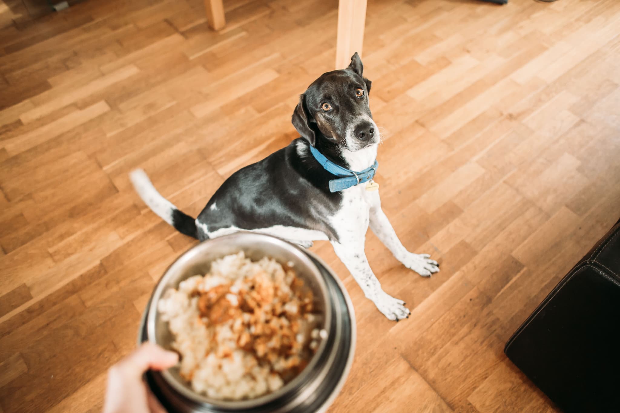 Farmer's dog pricing