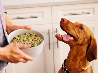Farmer’s Dog Pricing Calculator 2025: Estimate Your Dog’s Monthly Cost