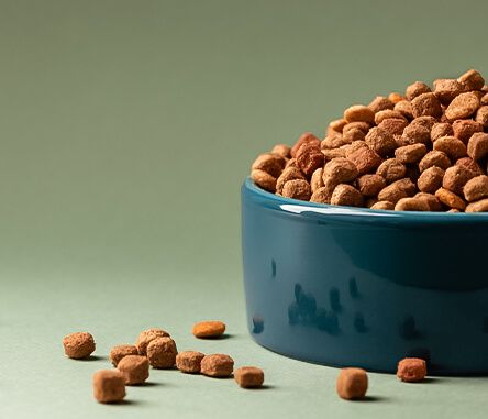 Nährstoffreich und lecker: Top-Picks für Hundefutter