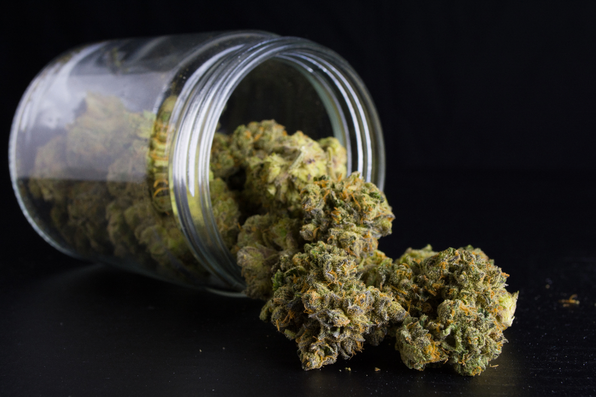 Diese Seedbanks liefern zuverlässig – Cannabissamen kaufen legal in Deutschland