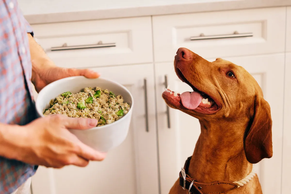Farmer’s Dog Pricing Calculator 2025: Estimate Your Dog’s Monthly Cost