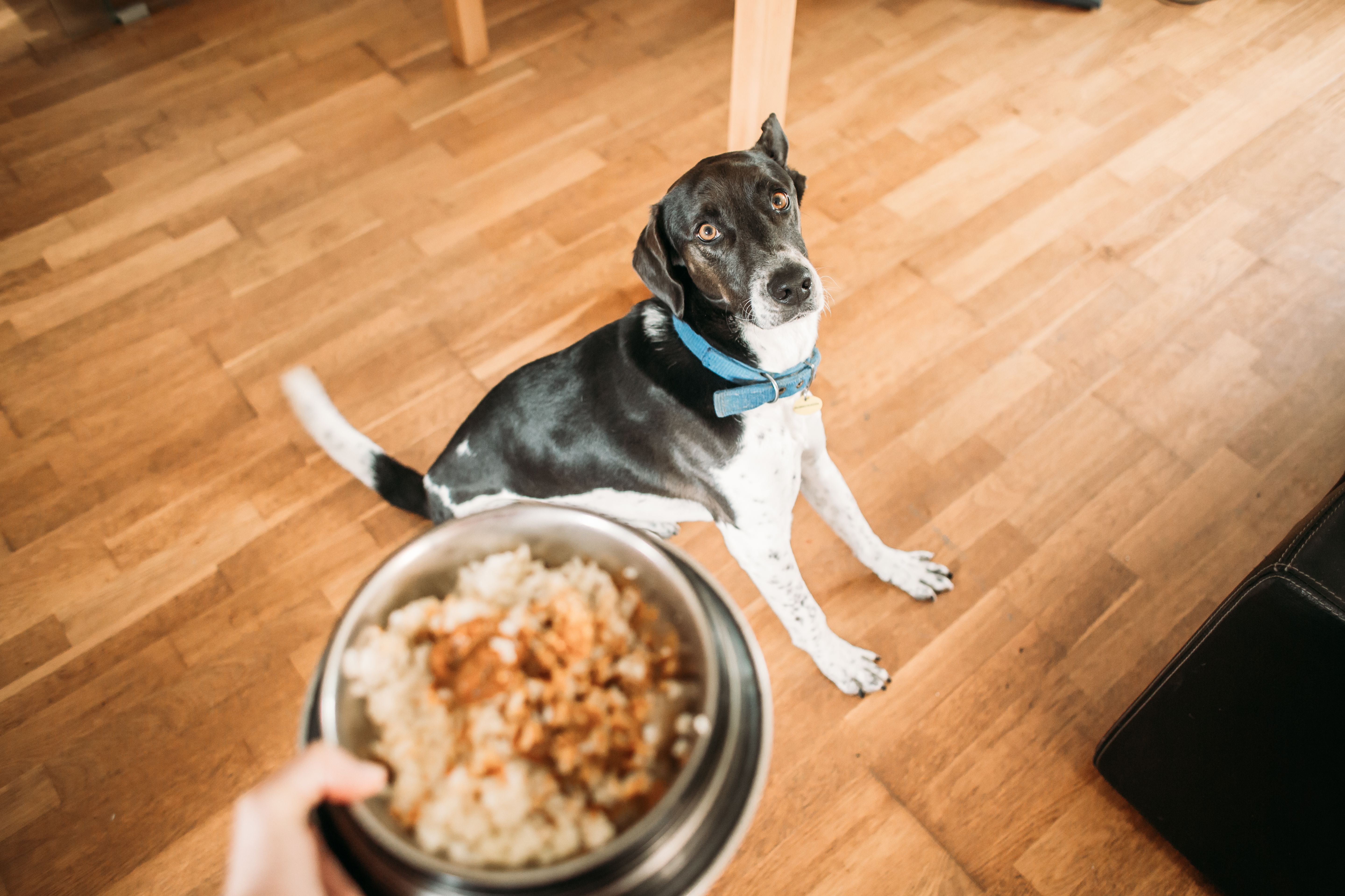 Farmer's dog pricing